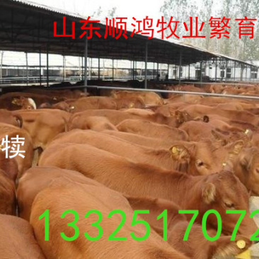 牛犊