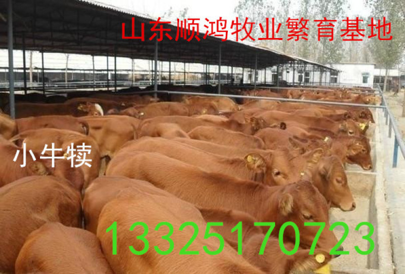 牛犊