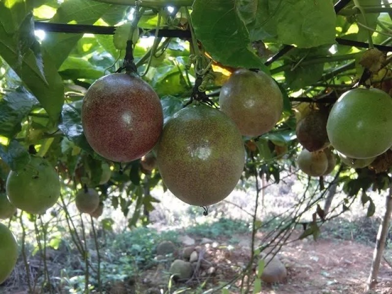 百香果