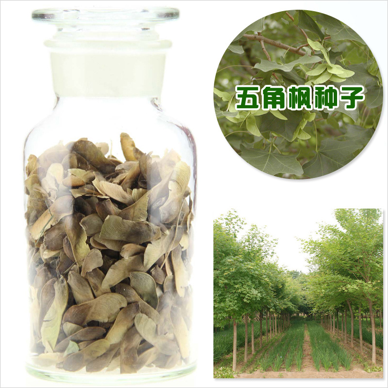 五角枫种子