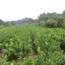 枳壳苗，江西商州枳壳臭橙嫁接苗，酸橙苗，药柑苗，臭皮柑苗