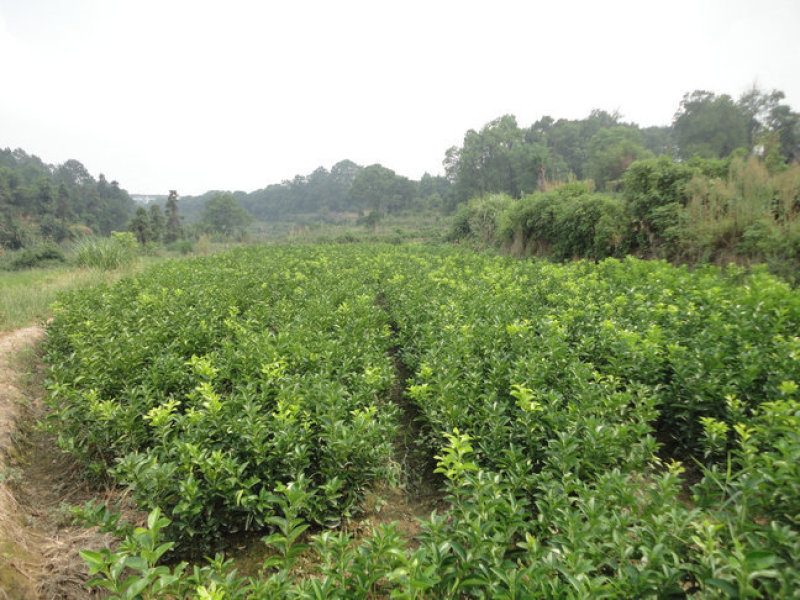 枳壳苗，江西商州枳壳臭橙嫁接苗，酸橙苗，药柑苗，臭皮柑苗
