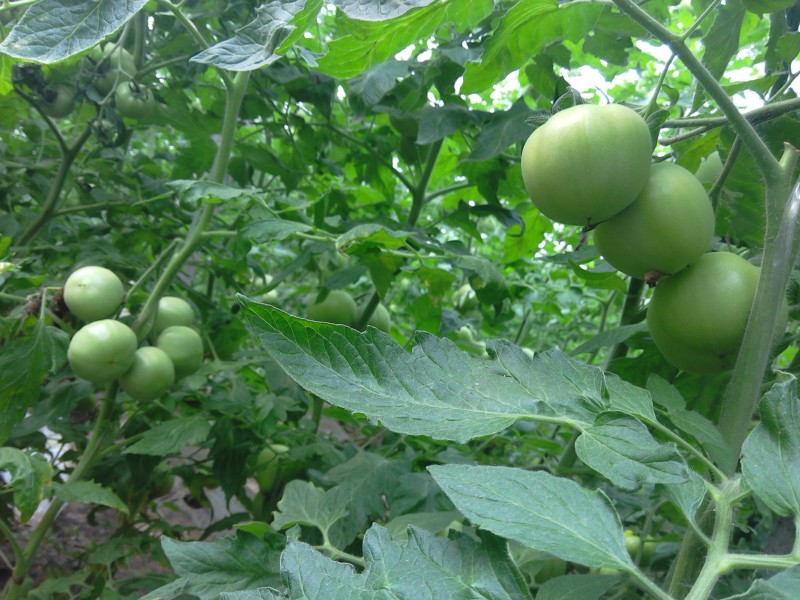 硬粉西红柿硬粉弧二以上