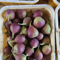 云南西双版纳基地直发当天到货
