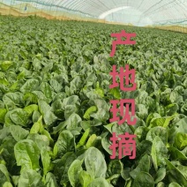 大棚精品菠菜，山东曹县，产地直供，基地直供