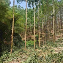 收购南宁附近大量优质桉树木头出售