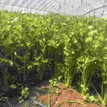 大量芹菜出售