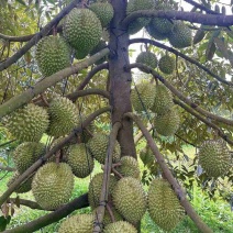 金枕榴莲