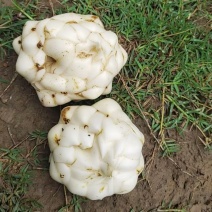 新鲜食用百合批发不苦