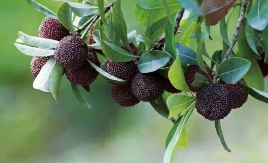 一盘并列摆放的东魁杨梅与普通荸荠种杨梅,左侧为个头明显更大的紫黑色东魁杨梅,右侧为较小的圆形杨梅,背景为绿色叶片衬托,突出两者在尺寸上的直观对比 东魁杨梅与普通杨梅对比图