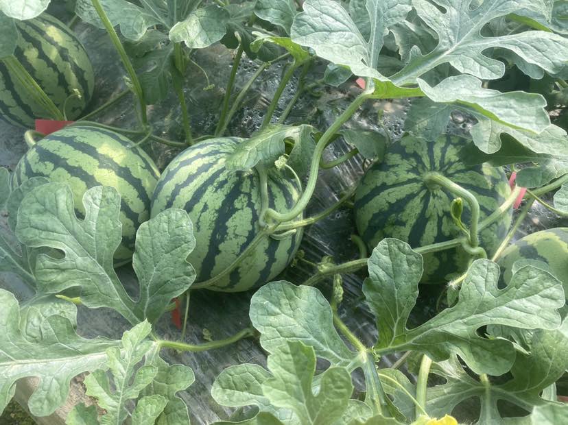 一片生长旺盛的无籽西瓜田,植株叶片浓绿肥大,藤蔓伸展有序,地面覆盖黑色地膜,多个圆形深绿色条纹西瓜整齐排列于垄上,部分果实已接近成熟,阳光照射下反光明显,显示良好的水肥管理和田间通风条件 无籽西瓜高产田间长势