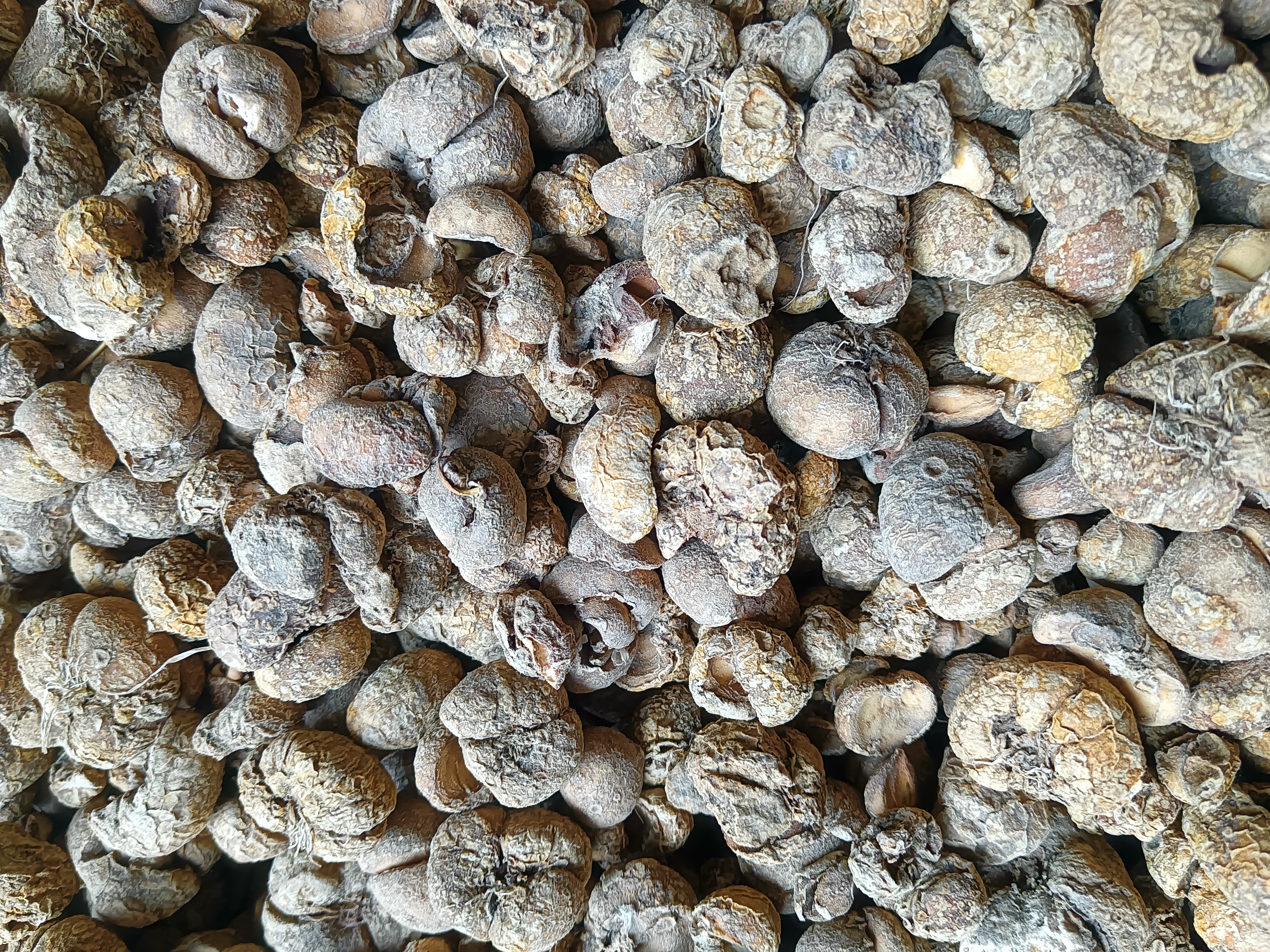 中药材市场内,摊位上摆放着大量干燥的浙贝母,商贩正在称重打包,顾客手持样品观察,背景可见“浙贝母专营”的招牌,体现真实交易场景 浙贝母药材市场交易场景