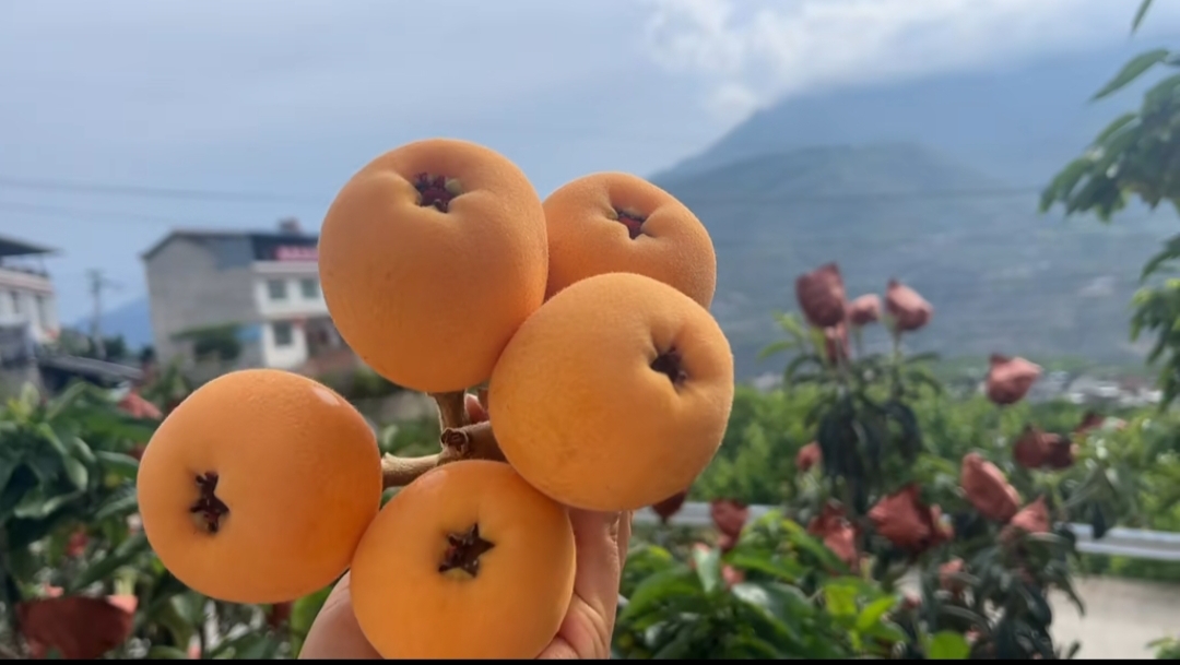 大五星枇杷果实特写