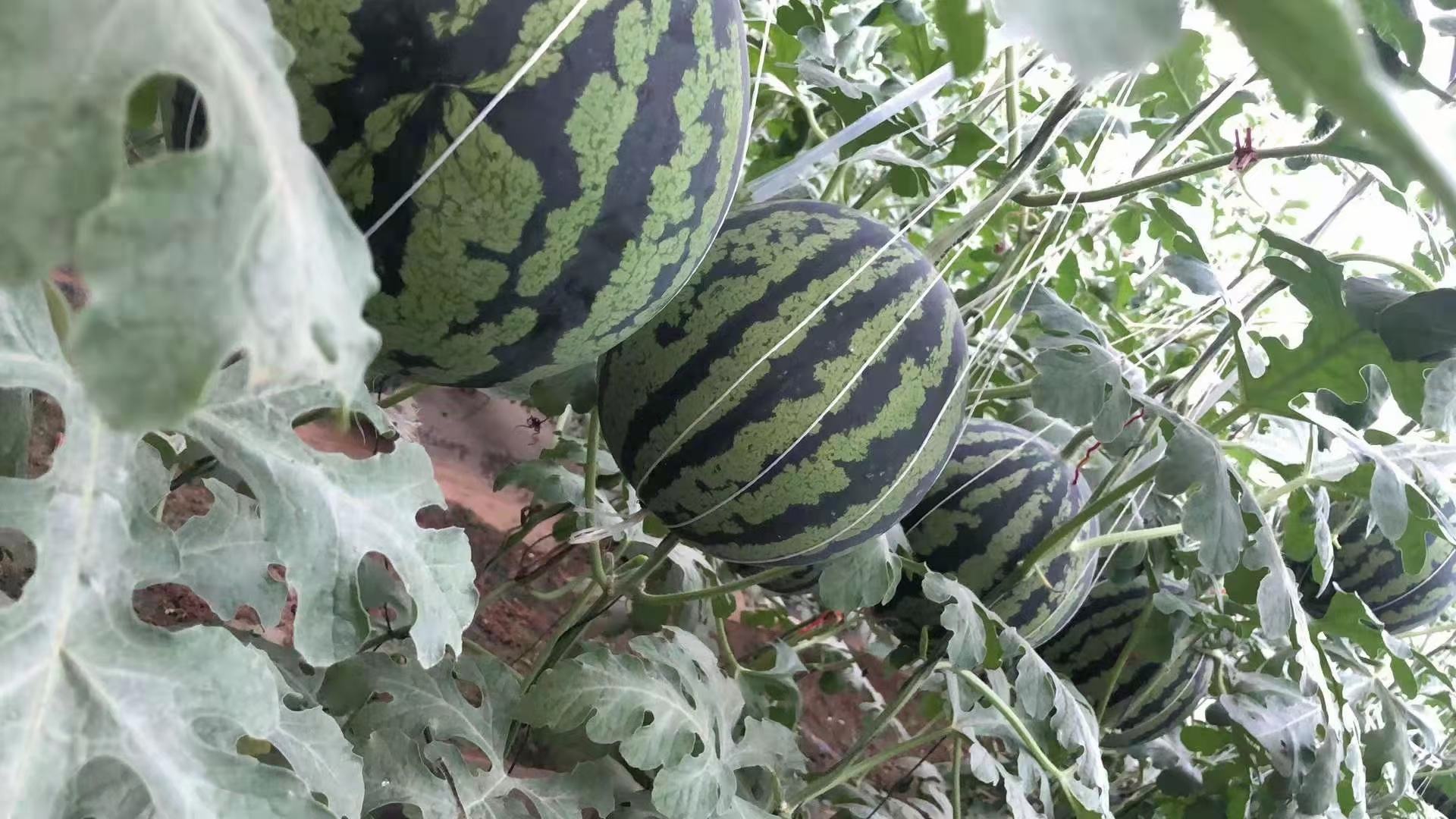 田间种植的麒麟西瓜植株与果实特写