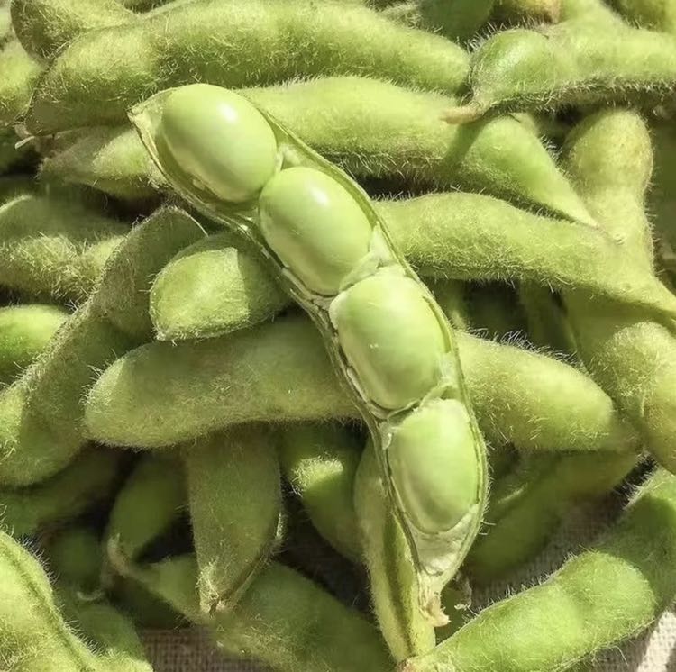 剥开的新鲜毛豆粒特写