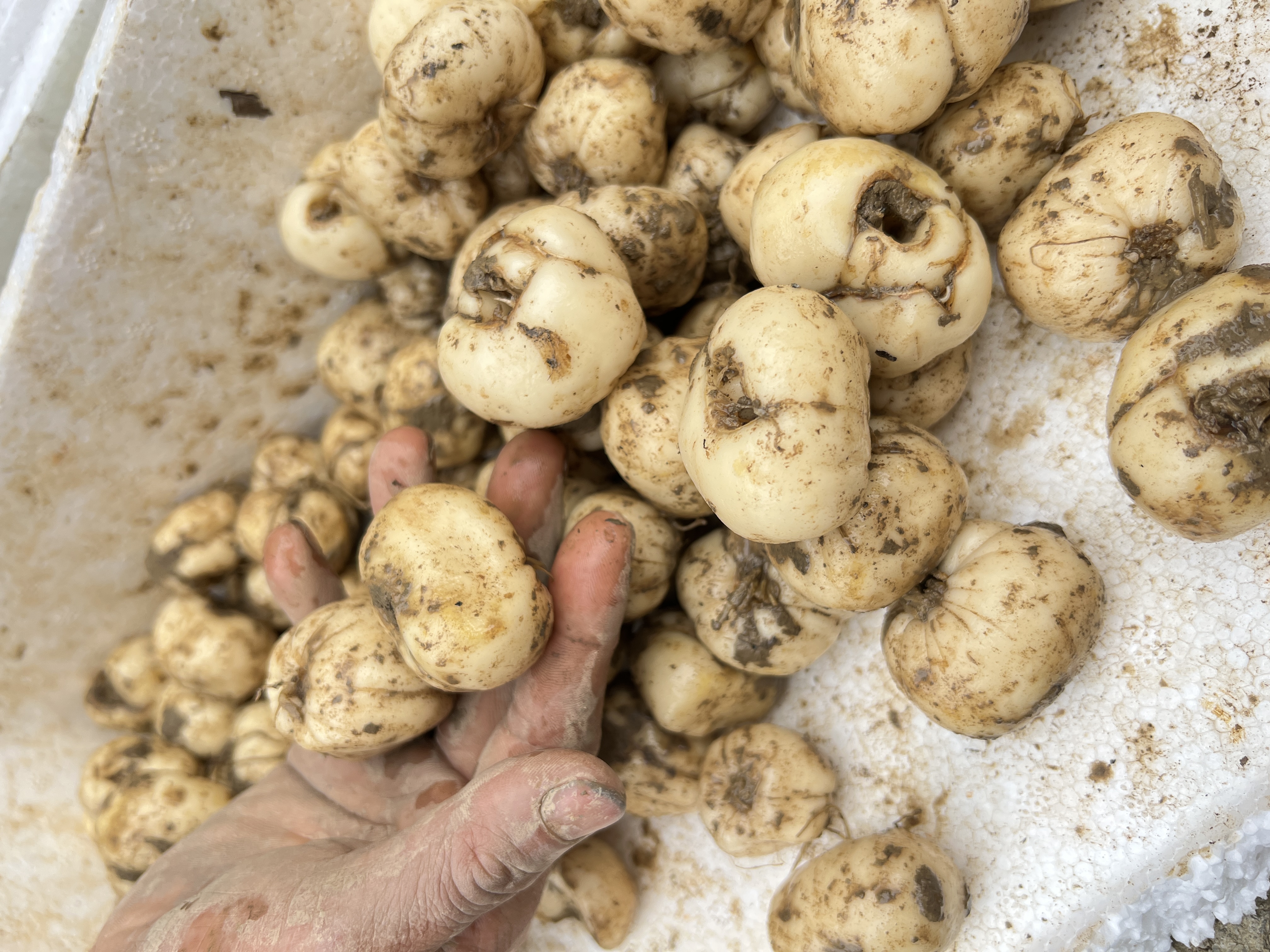 湖北贝母（东贝母）药材实拍：数枚干燥鳞茎平铺展示，呈扁球形，外层两瓣鳞叶近等大、略向外反卷，顶端尖锐，表面可见浅褐色环状斑纹及细微纵向皱纹，底面中心有明显鳞茎盘痕，背景为木质纹理台面