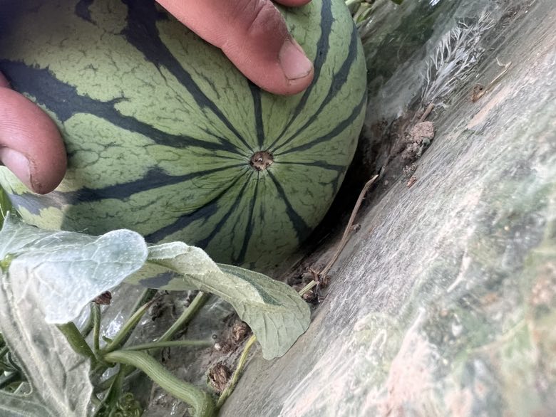 一位成年人的手正在轻拍一个放置在台面上的麒麟西瓜,手掌位于瓜体中央位置,动作自然,光线明亮,展示如何通过拍打听声判断西瓜成熟度 手拍麒麟西瓜听声示范