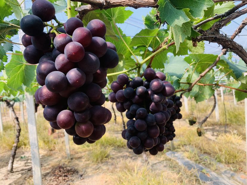 巨峰葡萄特写