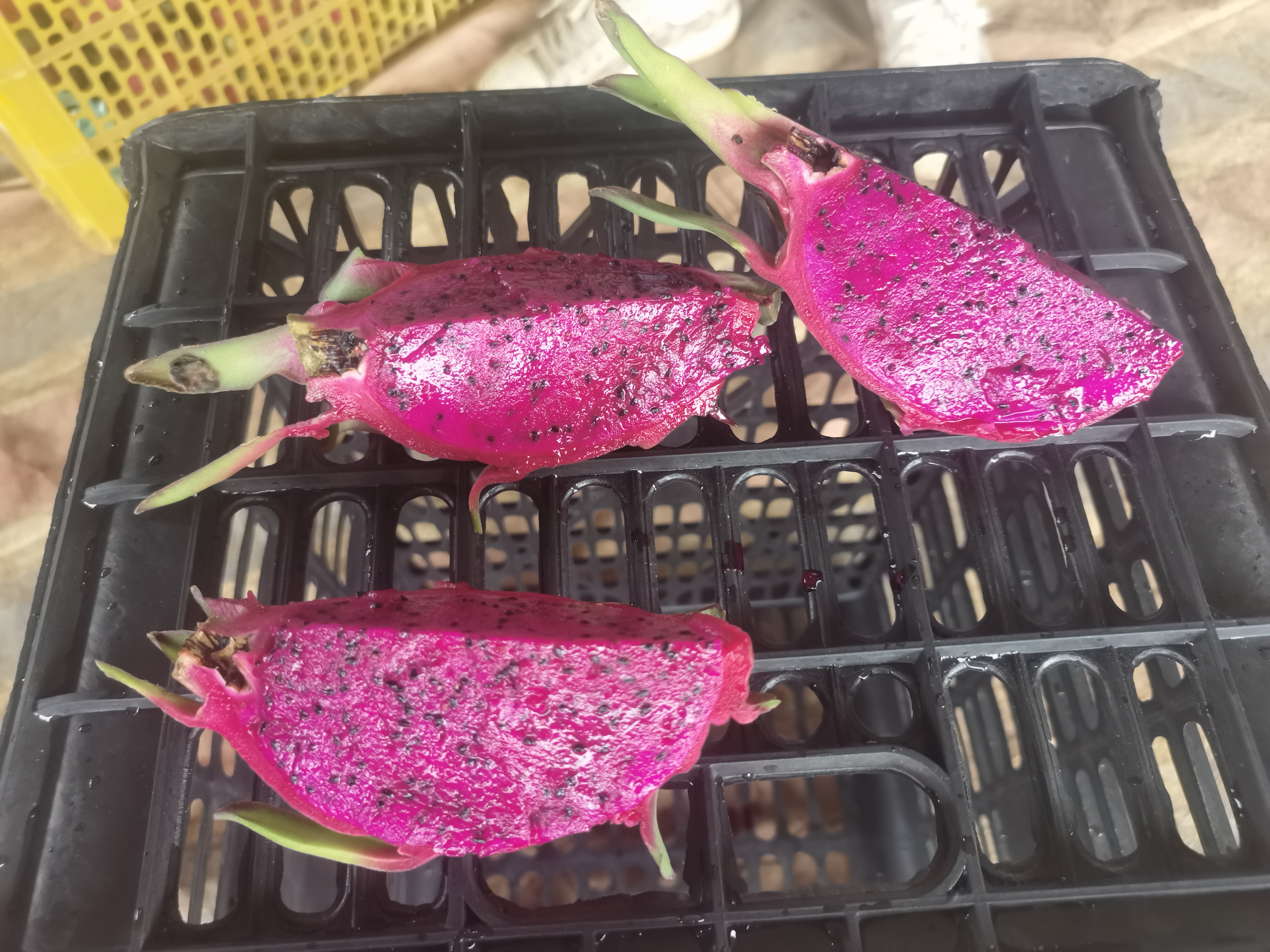 火龙果正确储存方法示意图