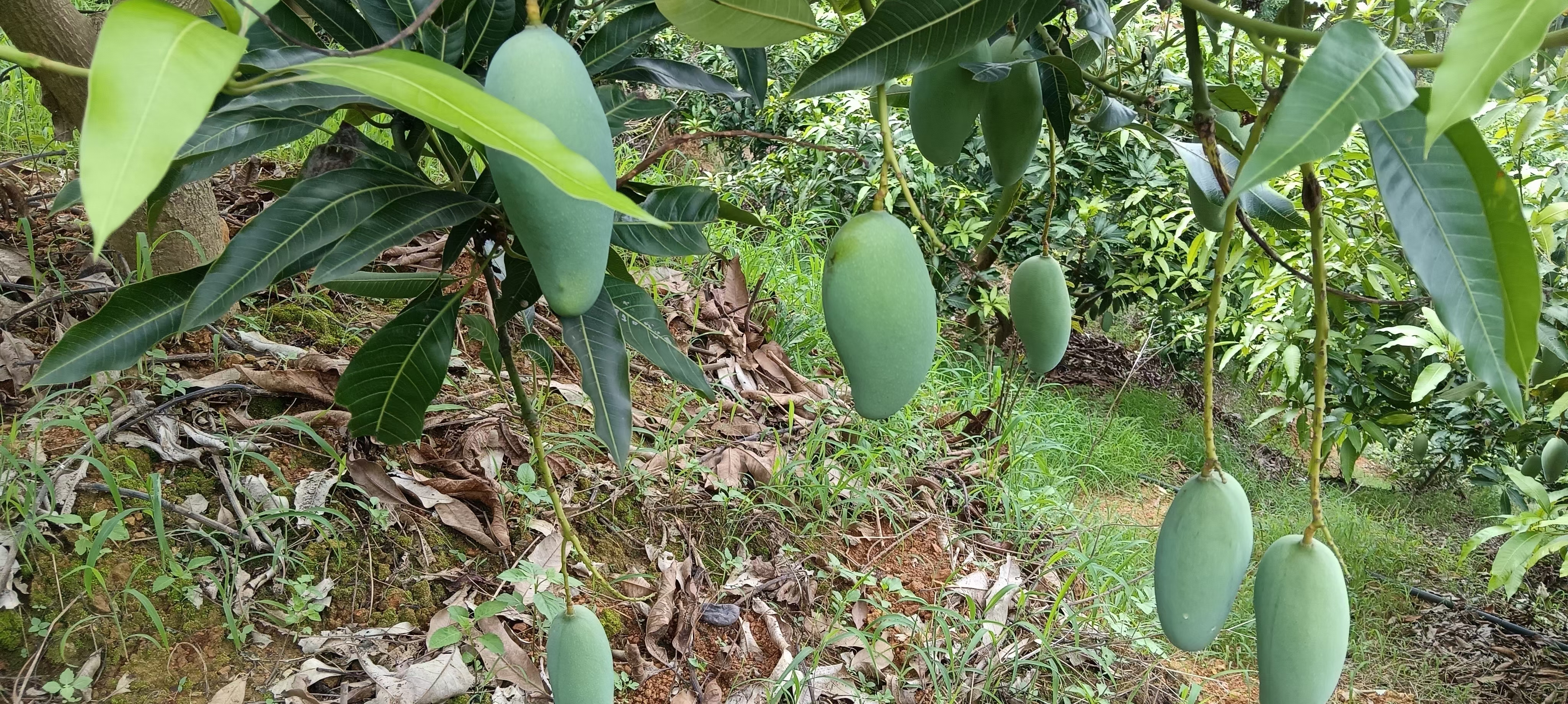 左侧为桂七芒果树,树冠紧凑,叶片狭长深绿;右侧为凯特芒果树,树势强健,枝条开张,叶片宽大呈椭圆形。背景为广西百色与四川攀枝花果园实景对比 桂七与凯特芒果植株对比图
