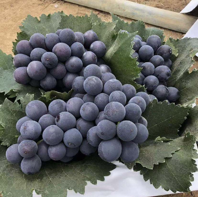 京亚葡萄切面营养展示图