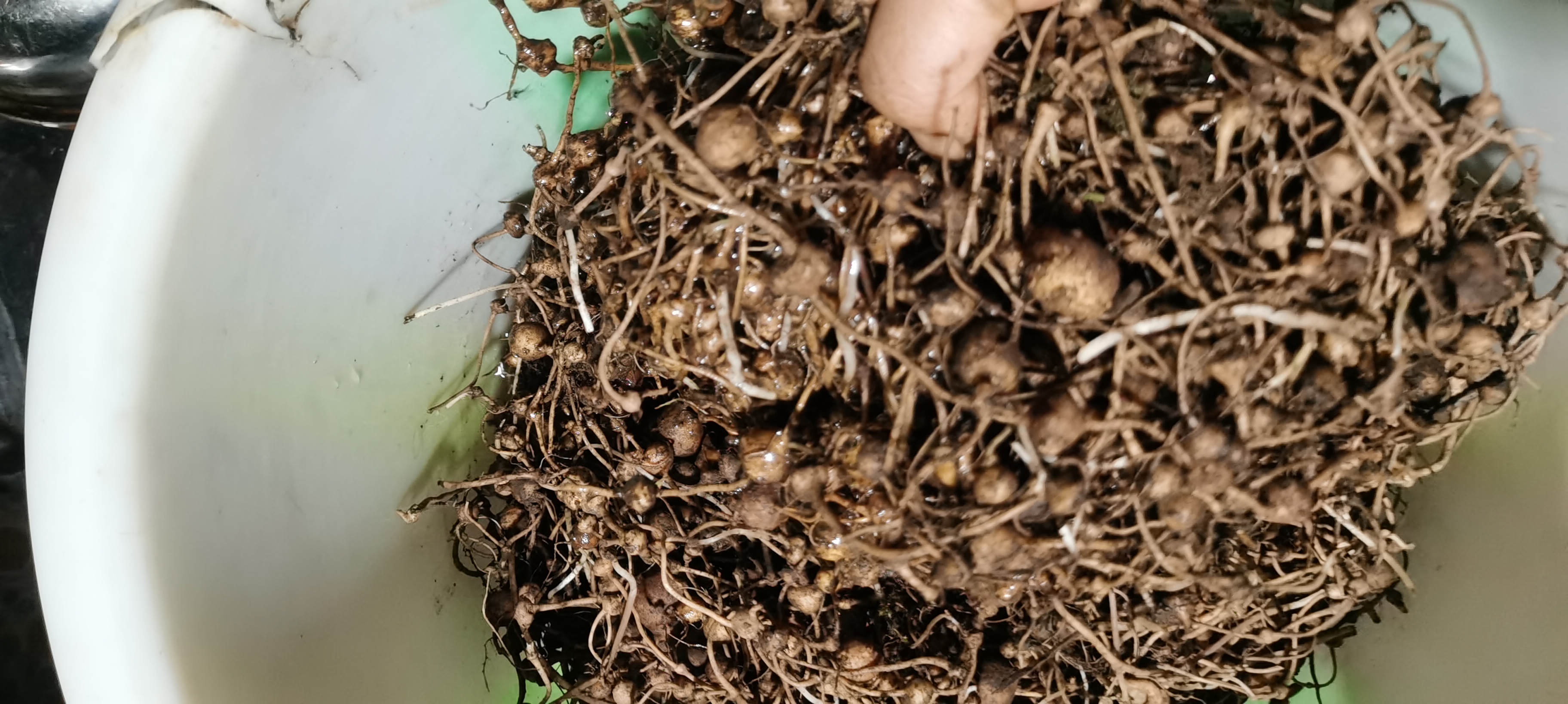 三七根部特写,清晰展示三七毛的细密结构 三七毛特写