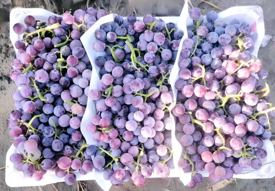 巨峰葡萄特写：成串饱满紫黑色果实挂满枝头，表皮覆有天然白霜，阳光下泛出油润光泽，背景为绿色藤叶与竹架