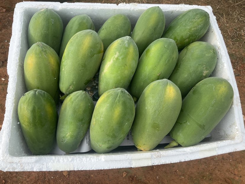 三种不同木瓜并列摆放对比图：红心、黄肉、青皮未熟木瓜