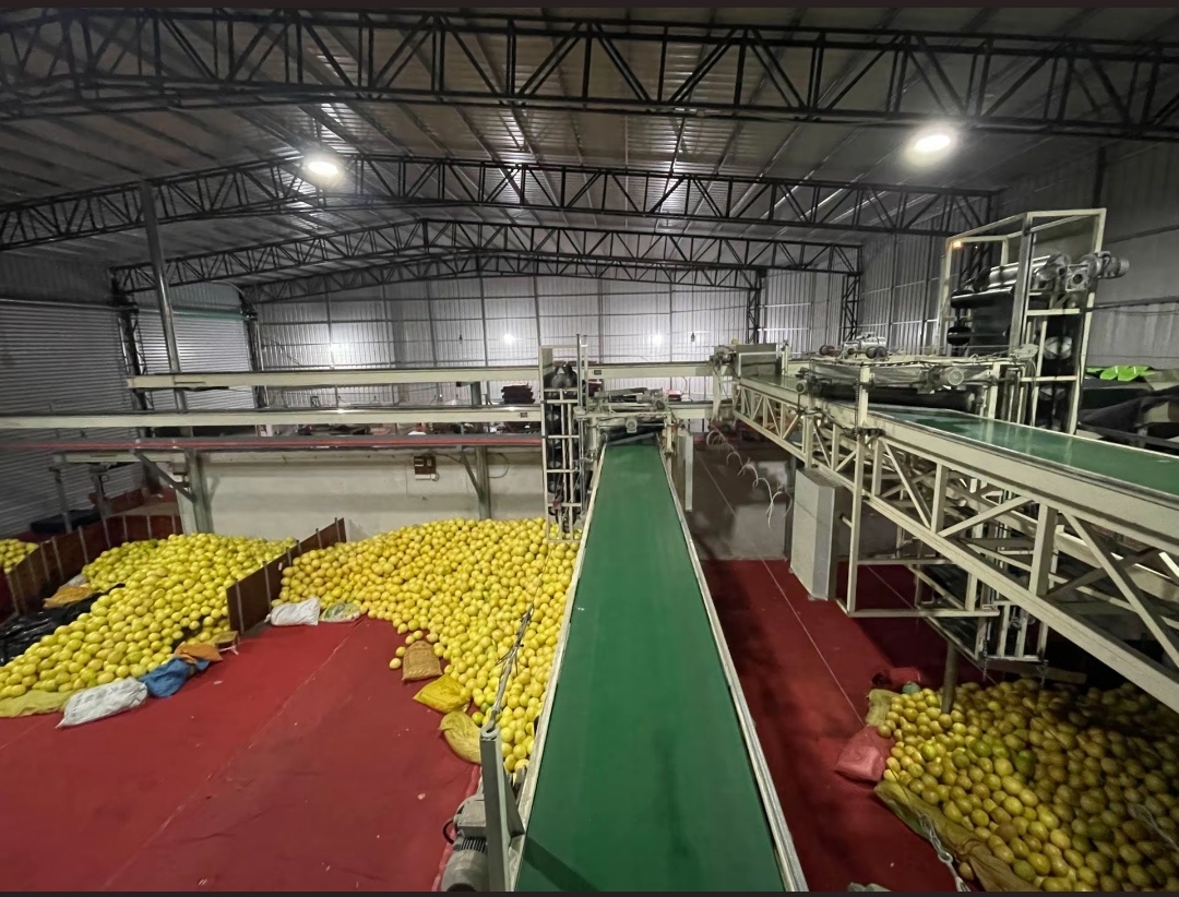 现代化果汁加工厂内,纯甜葡萄柚被输送带送入榨汁设备,工人监控着果汁生产线的运行情况 纯甜葡萄柚果汁加工车间