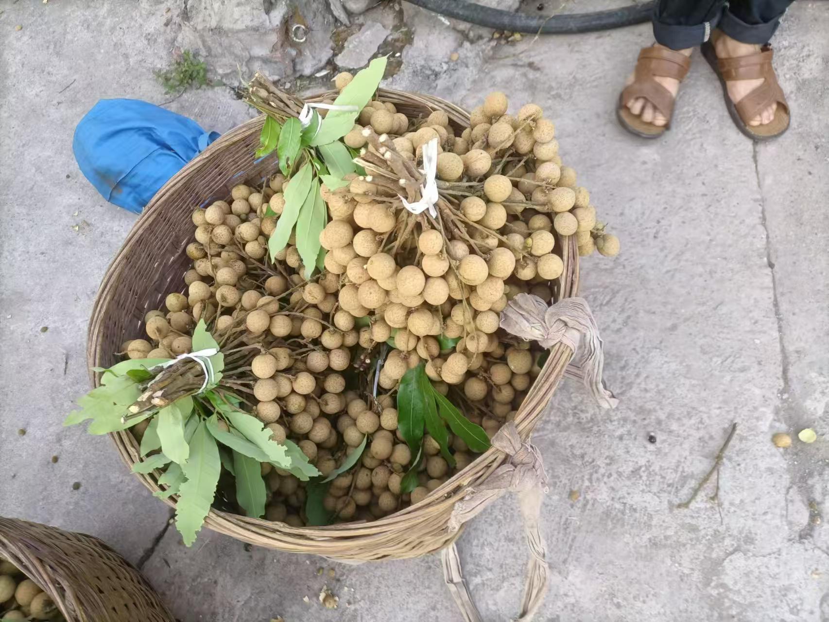 冰糖橙选购指南