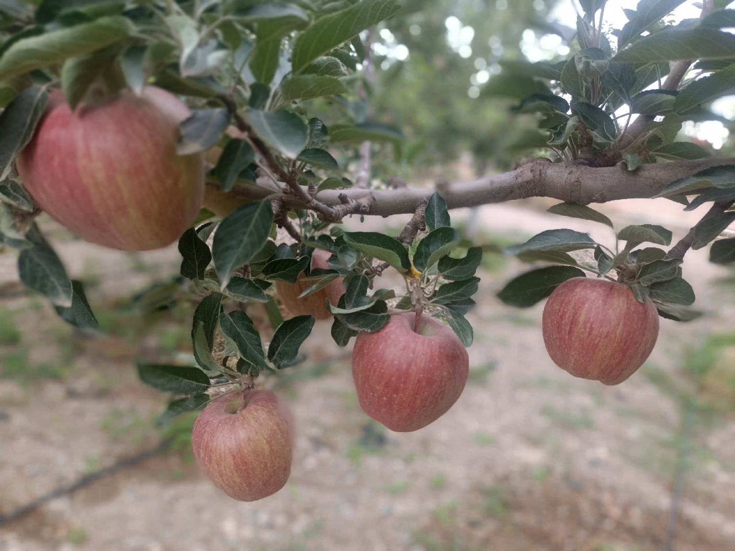 红星苹果果园实景