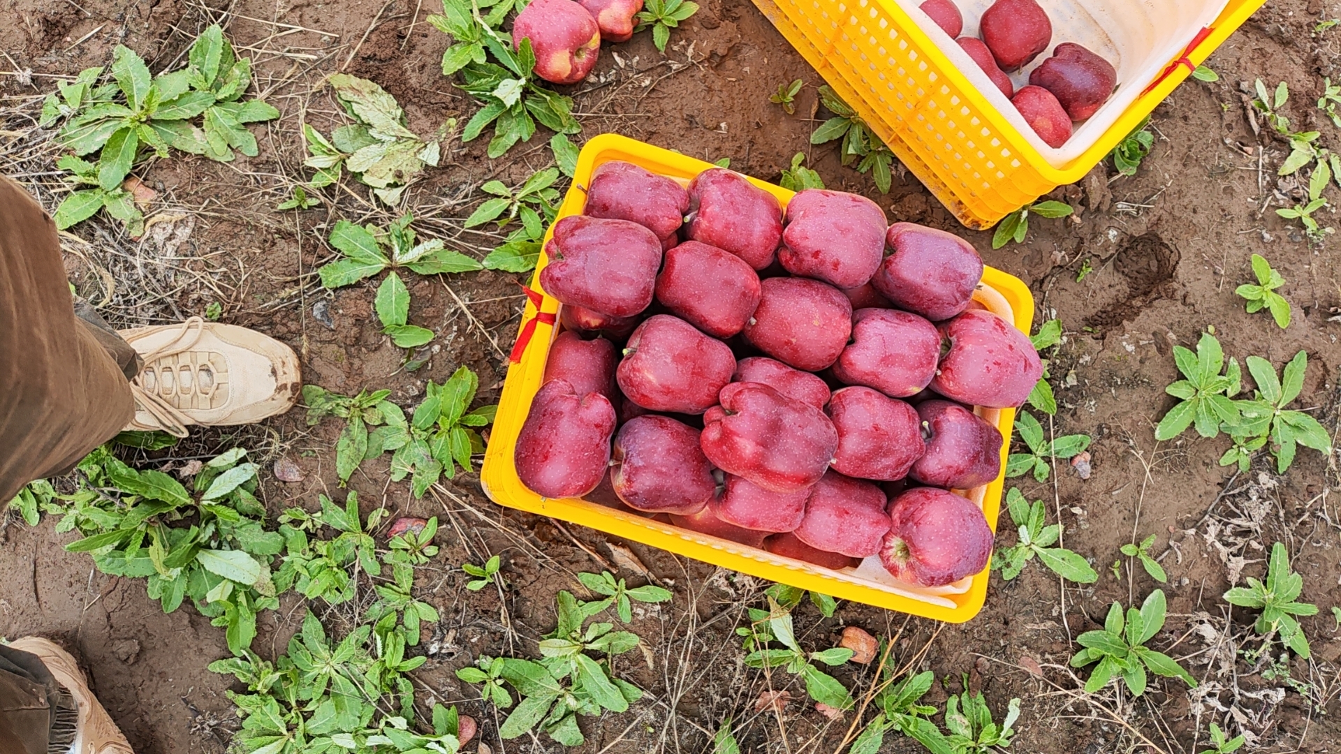 一片位于甘肃天水的花牛苹果种植园,秋季阳光下成片的果树挂满红彤彤的果实,农民正在采摘,背景为黄土高原地貌,画面充满丰收气息 花牛苹果果园全景