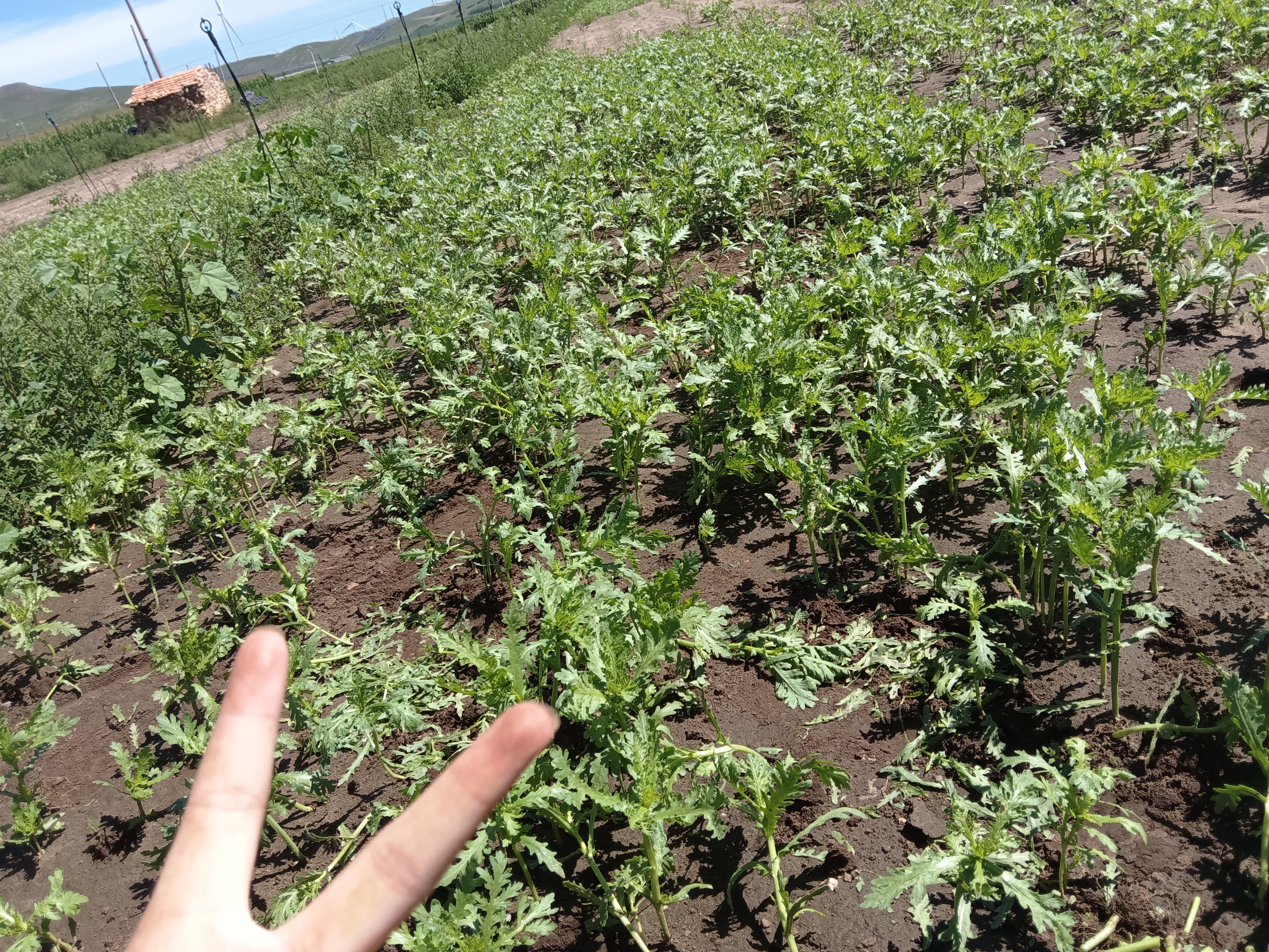 小叶茼蒿与小叶紫檀的植物分类对比图