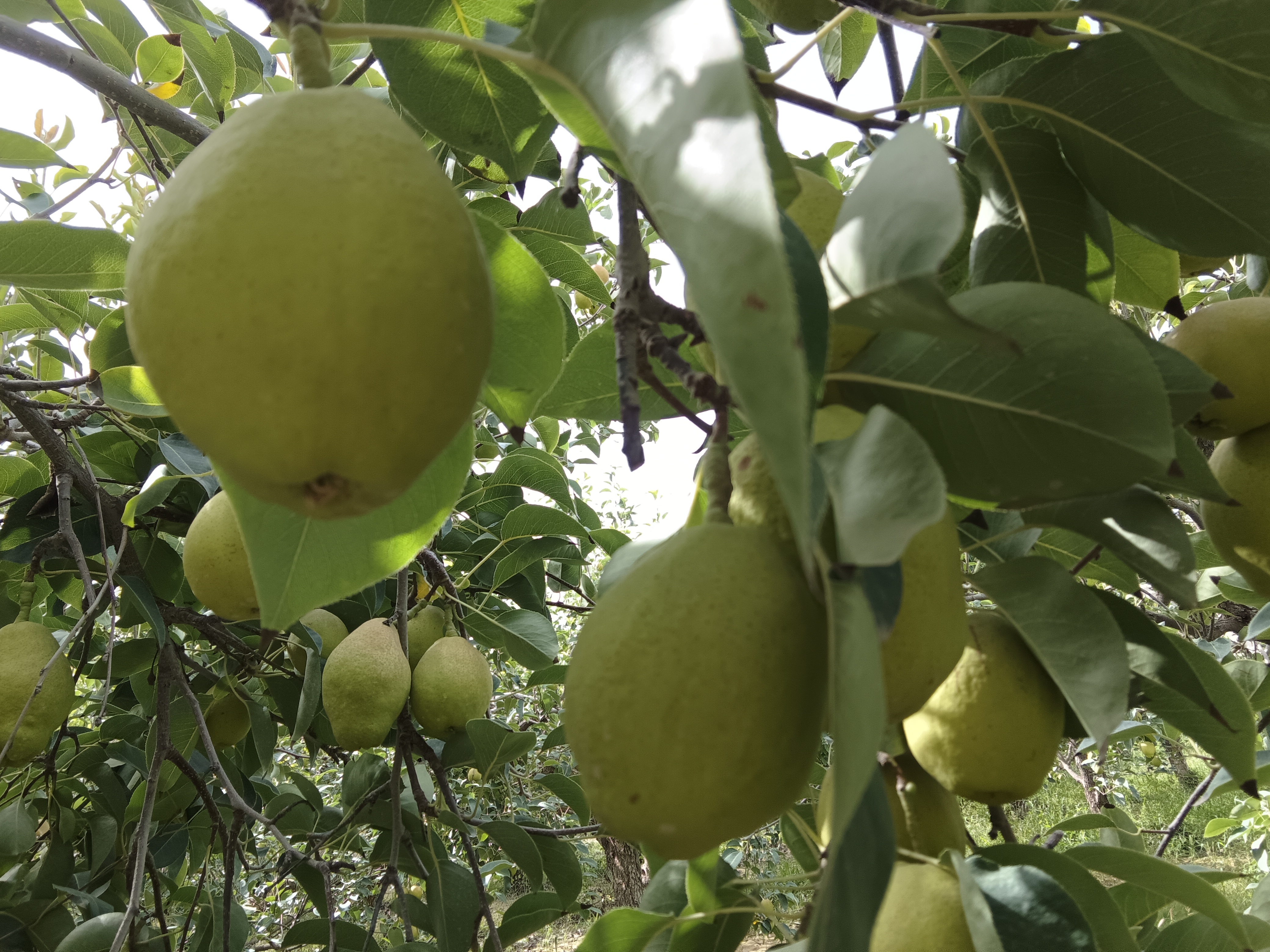 香梨果园夏季修剪现场图