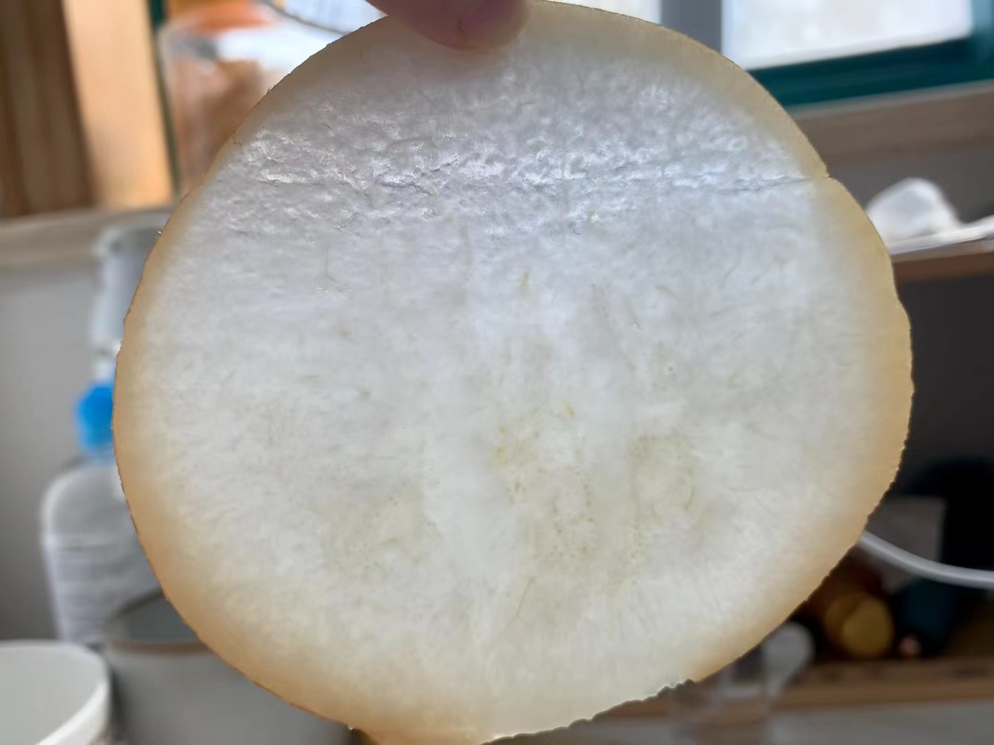 萧县水晶梨切面特写