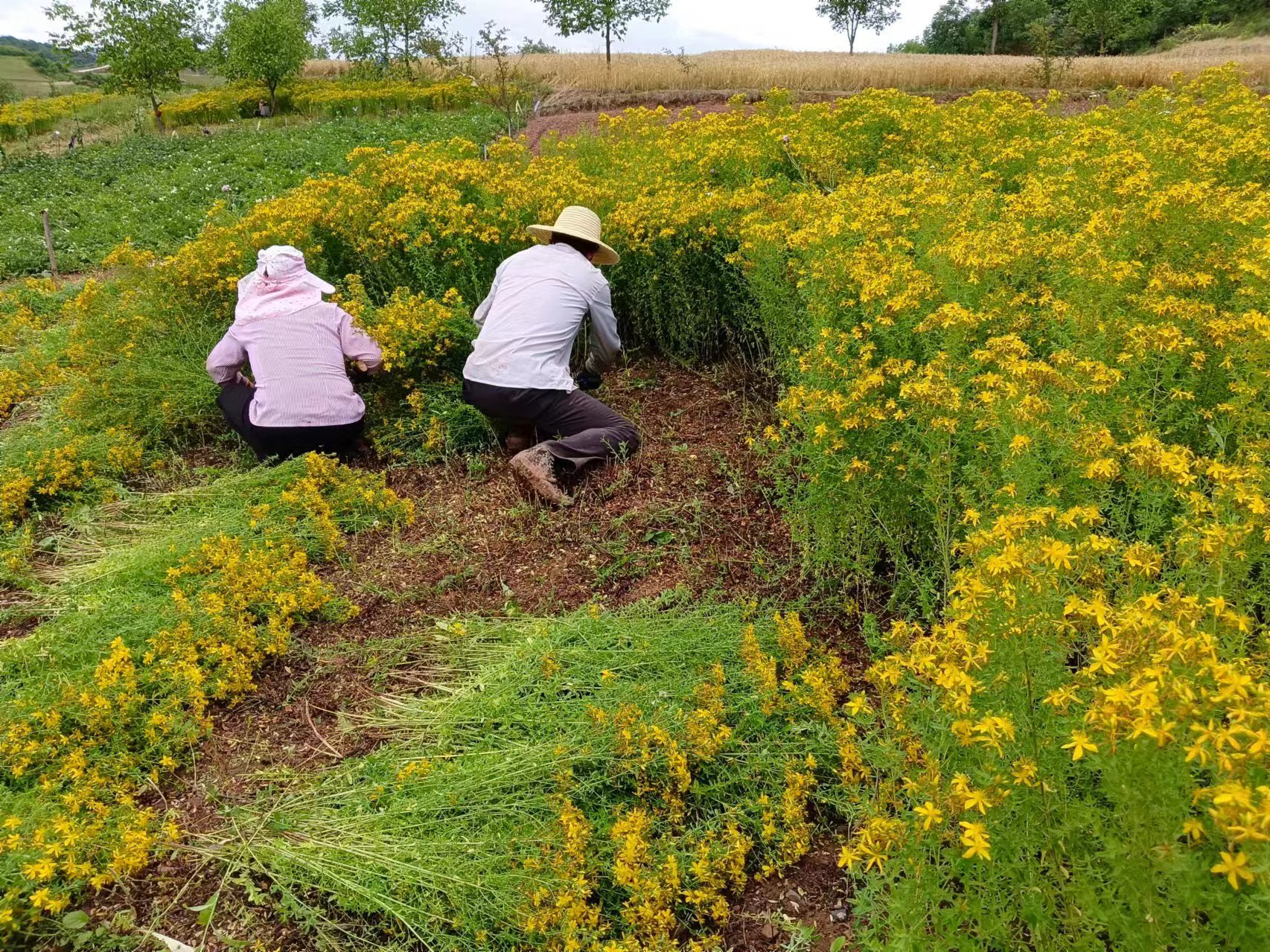 黄建威在白梨花田间指导种植技术