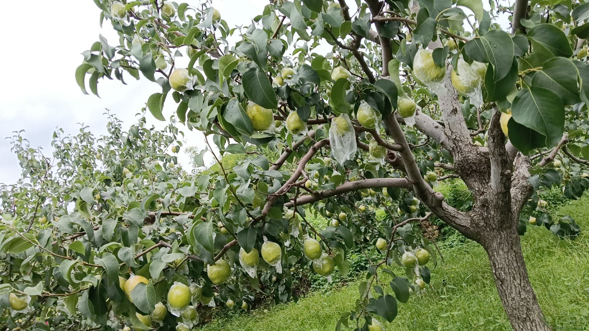 现代化梨果分拣包装车间