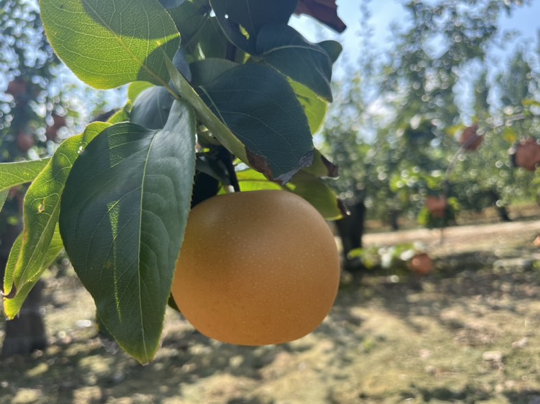 一位身穿蓝色工作服的果农站在梯子上采摘高处的雪花梨,手中握着一颗硕大的黄绿色梨子,身后是挂满果实的梨树,地上竹筐里堆满了刚摘下的雪花梨,阳光洒落营造出温暖的秋日丰收氛围 丰收场景中的果农采摘