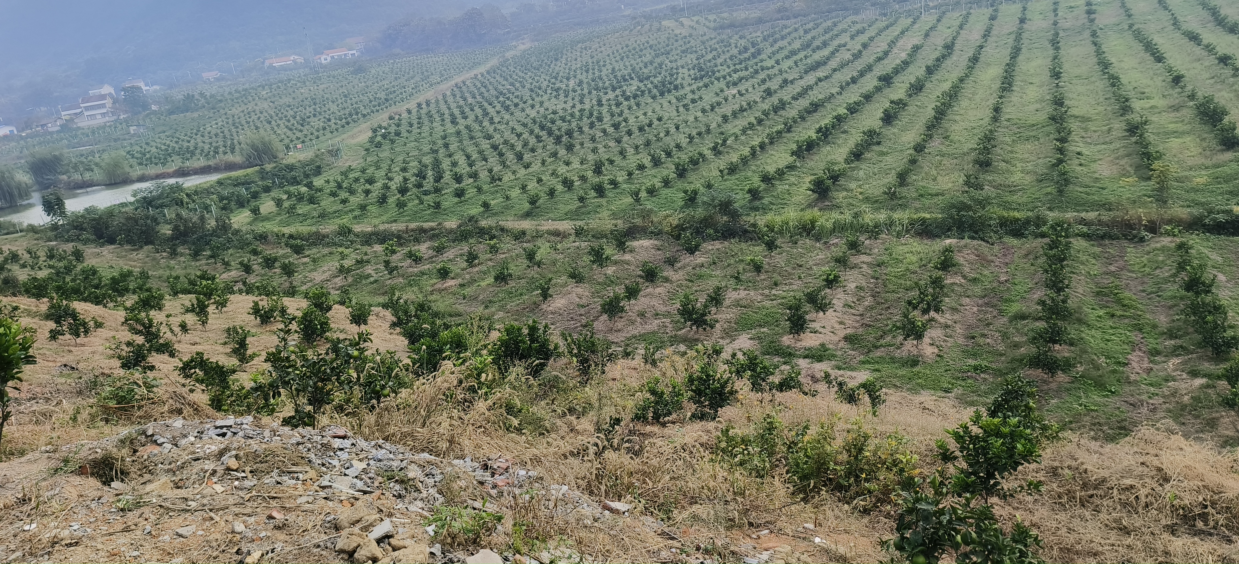 葡萄柚果园航拍图