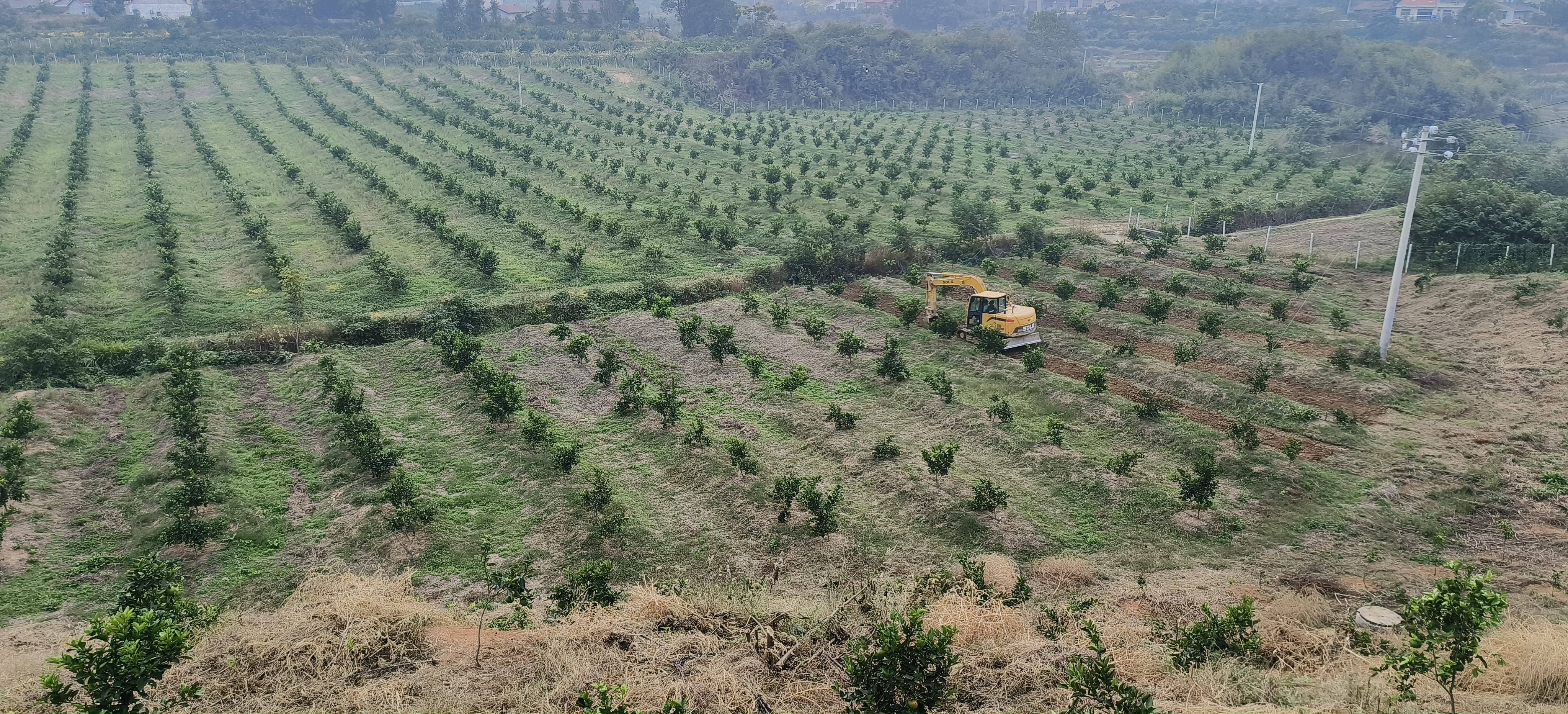 柚子果园中果农正在施肥与管理