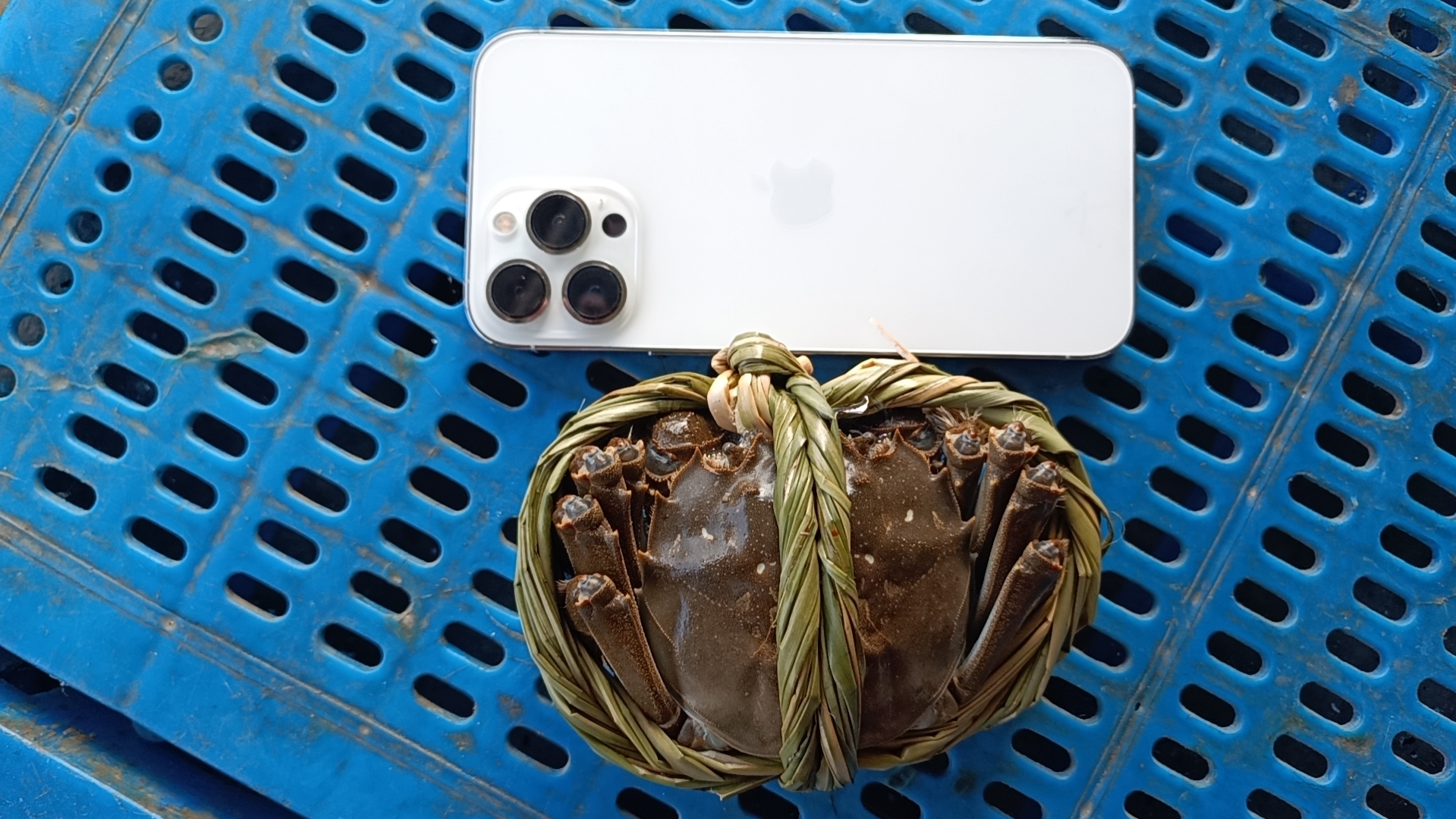 一只蒸熟的大闸蟹摆放在竹制蒸笼中，背景为木质桌面与几片金黄的银杏叶