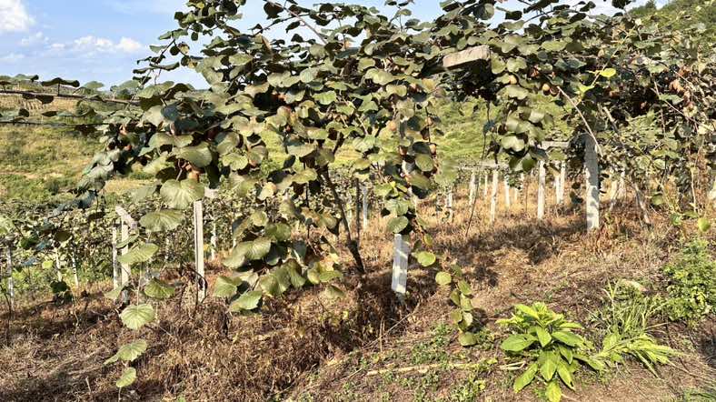 黄心猕猴桃成熟果园实景图