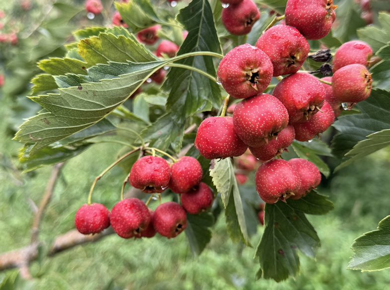 山楂叶子的特写照片，绿色叶片带有锯齿边缘，背景为自然田野