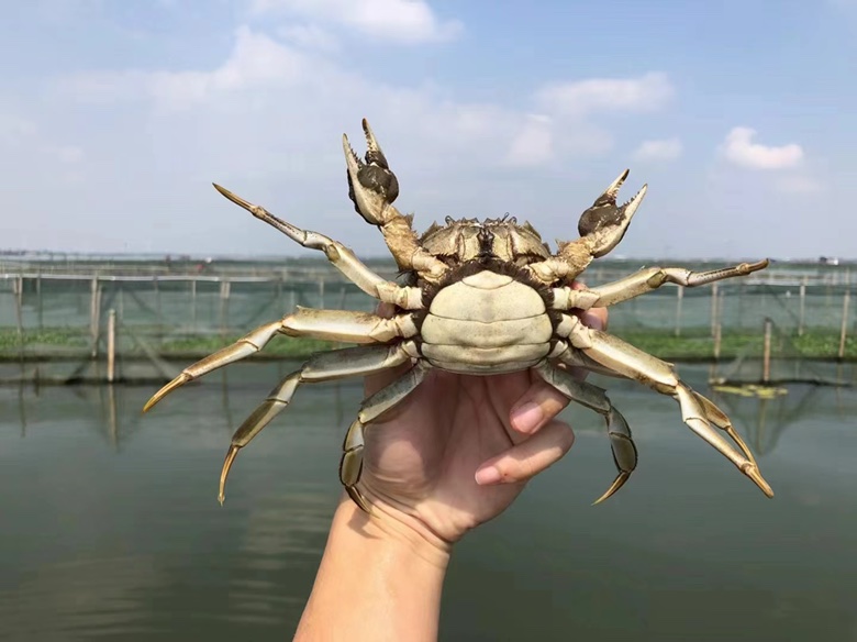 高清微距摄影:左侧为达标大闸蟹六维特征全展示,右侧为常见劣质蟹对比(灰背、黑脐、秃爪、软螯),背景为清水养殖池实景 大闸蟹六维甄选标准特写图:青亮蟹壳、雪白腹甲、金黄蟹爪、浓密螯毛、坚硬蟹螯、修长步足同框对比
