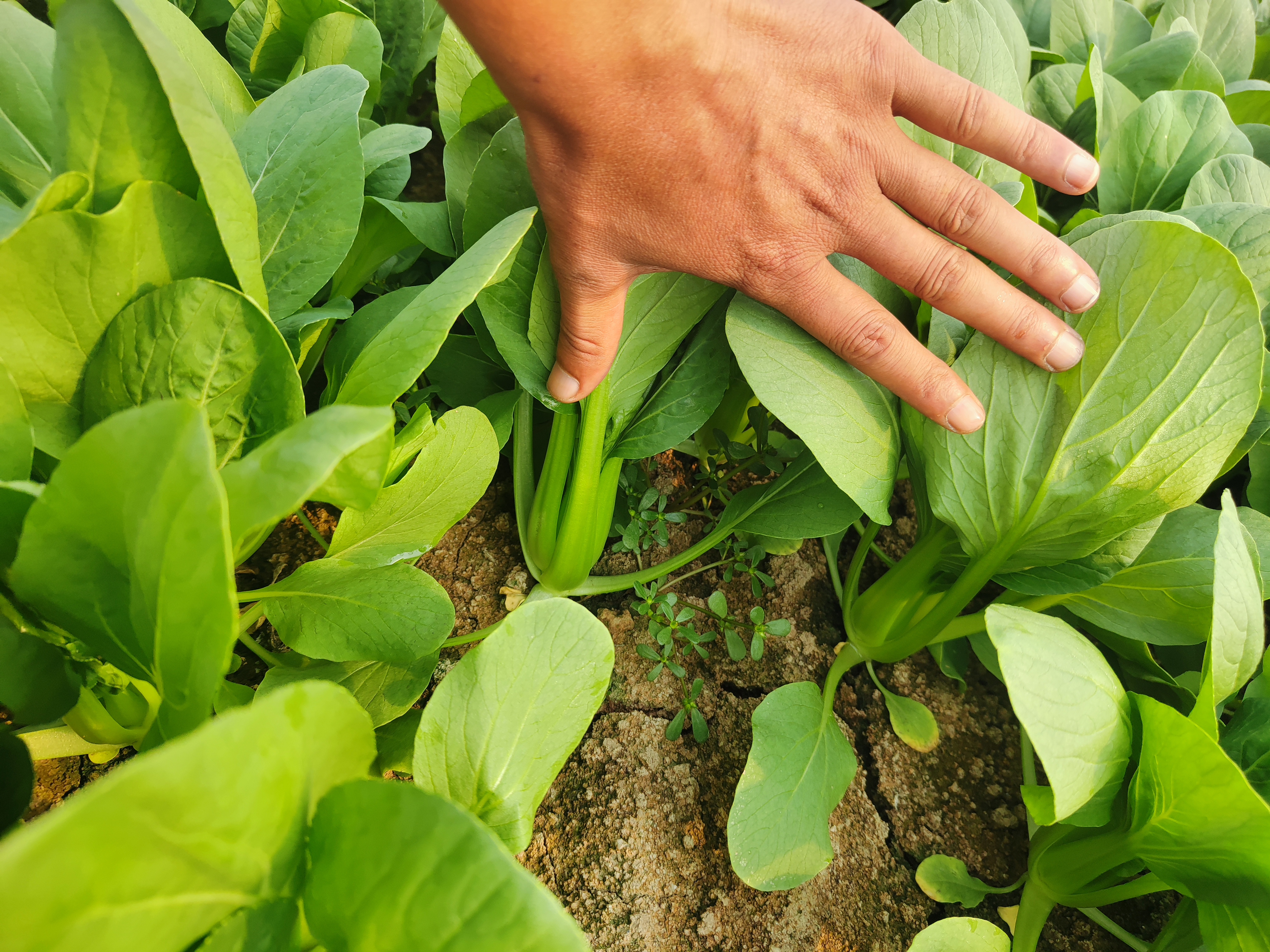 技术人员在门源油菜花田间指导种植,进行喷药和灌溉操作 门源油菜花田间管理现场