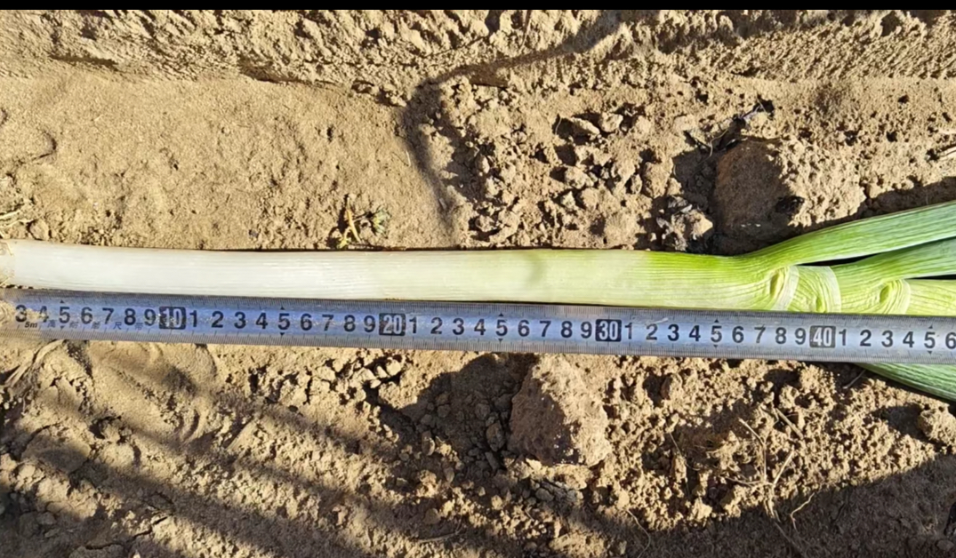 大葱定植质量检查现场：农技员使用专用株距检测卡逐垄抽检，卡尺凹槽精准卡住两苗基部，确认间距为5cm