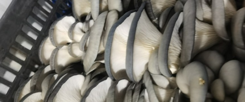 新鲜采摘的平菇子实体,菌盖呈扇形,色泽灰白至浅褐色,边缘内卷,菌褶清晰洁白,生长在白色菌丝基质上,背景为现代化食用菌大棚环境 鲜平菇子实体特写