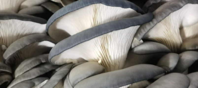成品图：鱼和平菇汤盛在白瓷碗中