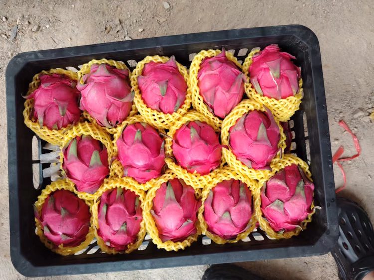 火龙果与草莓、芒果等水果组成的色彩缤纷拼盘 火龙果与其他水果拼盘展示图