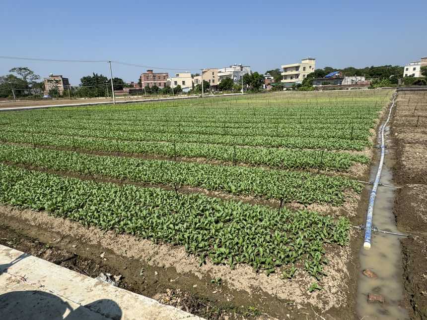 油菜田间灌溉示意图